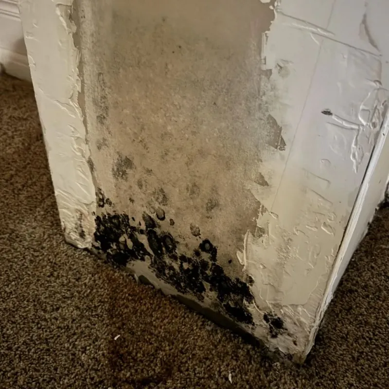 Professional Mold Removal in Hartshorne, OK
